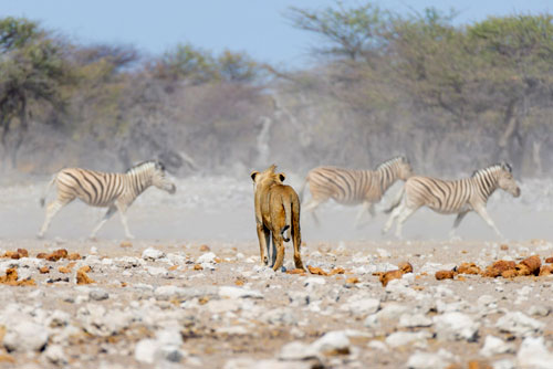 Etosha National Park